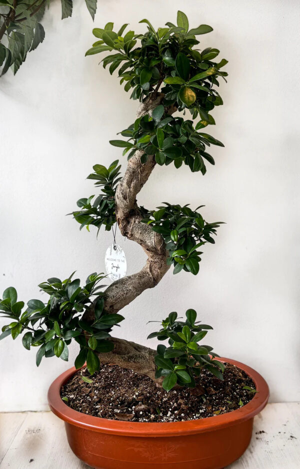 Bonsai Ficus Ginseng